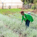 A woman stands in a field tending to lavendar. She is wearing a stylish green jacket, blue jeans and a white shirt. She has short red hair and wears sunglasses and earrings. She is smiling and clearly enjoying her work and standing in the sunshine. There are two greenhouses in the background.